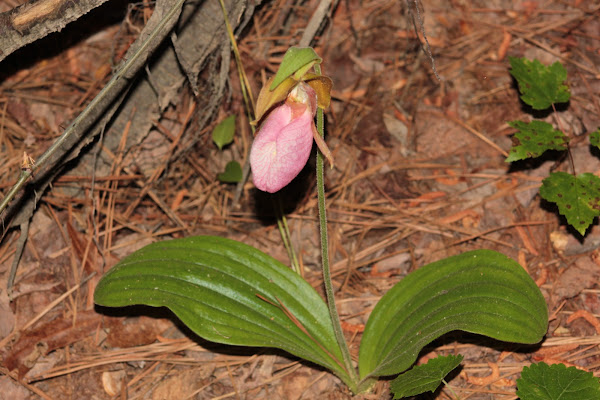 Pink Lady S Slipper Project Noah