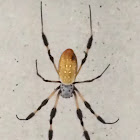 Golden Orb-web Spider