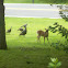 Wild Turkey and white-tailed deer