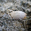 Pacific Mole Crab