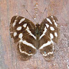 Butterfly - Four-spotted Sailor