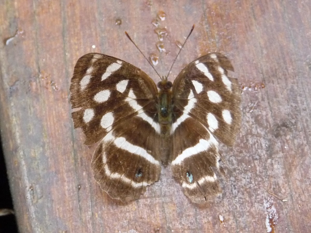 Butterfly - Four-spotted Sailor