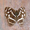 Butterfly - Four-spotted Sailor