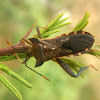 Big-footed bug