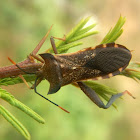 Big-footed bug