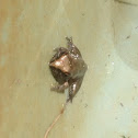 Broad-palmed Frog