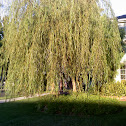 Weeping Willow- Salix Babylonica
