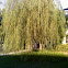 Weeping Willow- Salix Babylonica