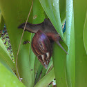 giant African land snail