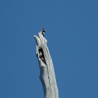 Red-headed Woodpecker