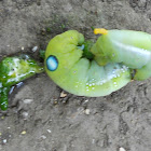 Oleander Hawk Moth Caterpillar