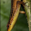 Striped Sun Skink