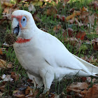 Long-billed Corella