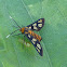 Sandalwood Defoliator/ Wasp Moth