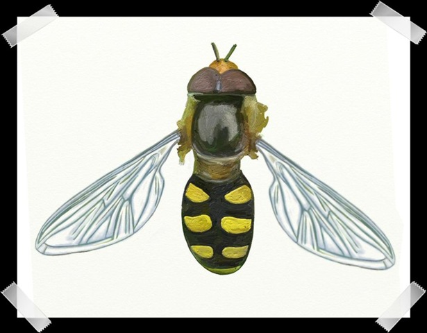 [Hoverfly2[7].jpg]