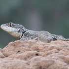 eastern collared spiny lizard, Calango