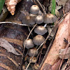 Coprinellus hiascens