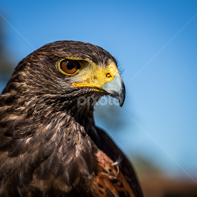Stare by Werner Kumm - Animals Birds
