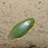 Green cockroach