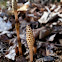 Field Horsetail