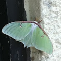 Luna Moth