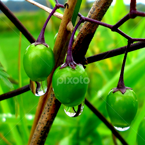 Green drops 3 by Gordana Cajner - Nature Up Close Natural Waterdrops