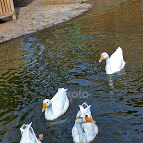 by Octo Winarto - Animals Birds