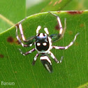 Cosmophasis Spider