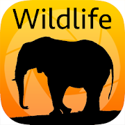 LBE Wildlife Photography