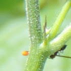 Gulf Fritillary Butterfly Eggs