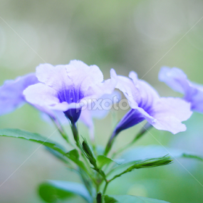 Flowers by Shahrul Izzat - Flowers Flowers in the Wild