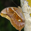Owl Butterfly, Borboleta Coruja(Brazil)