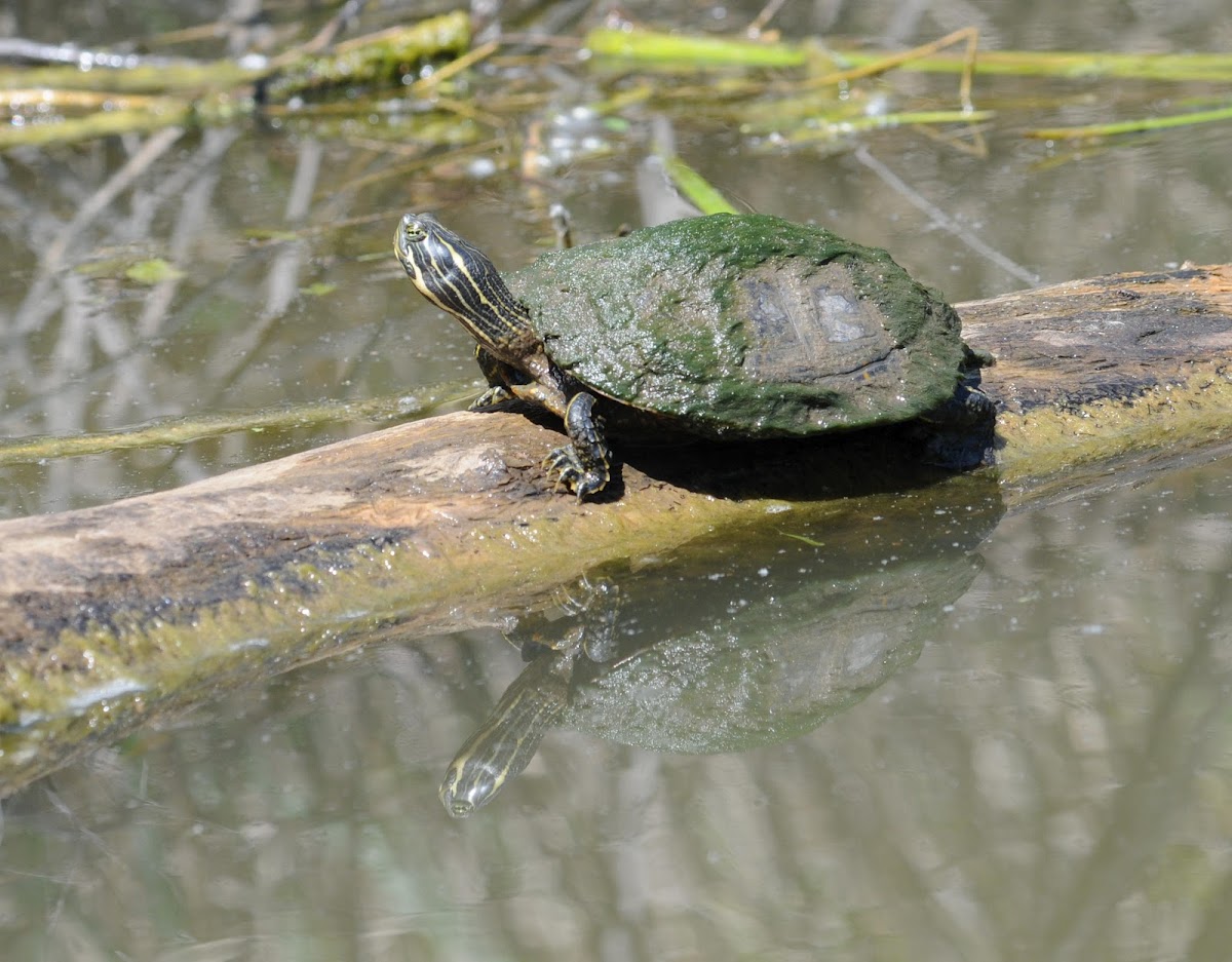 Eastern river cooter