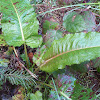 Broad-leaved dock