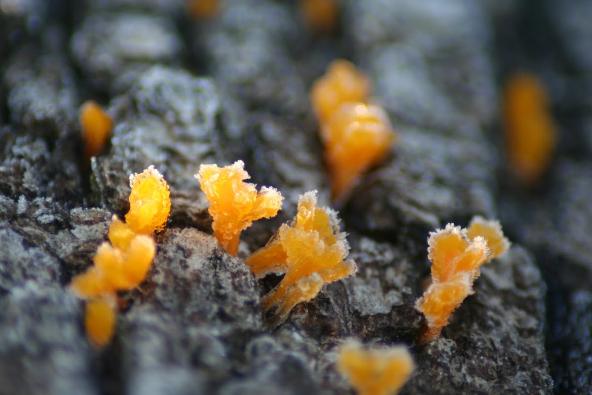 Frosty Fungi