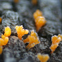 Frosty Fungi