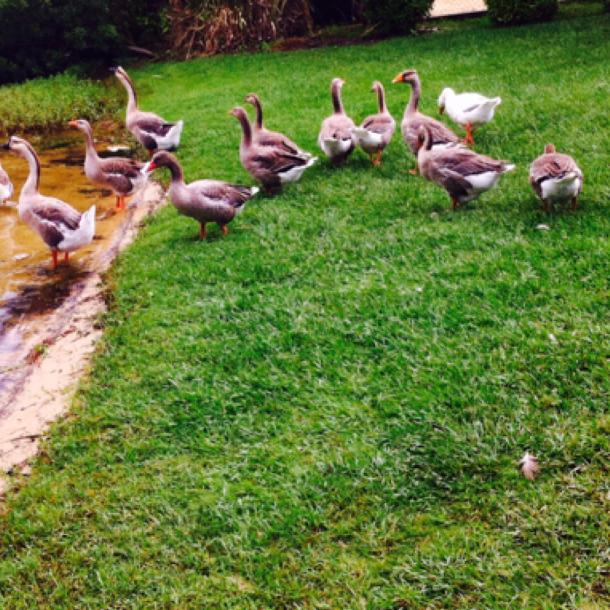 Chinese Geese  and Graylag Geese