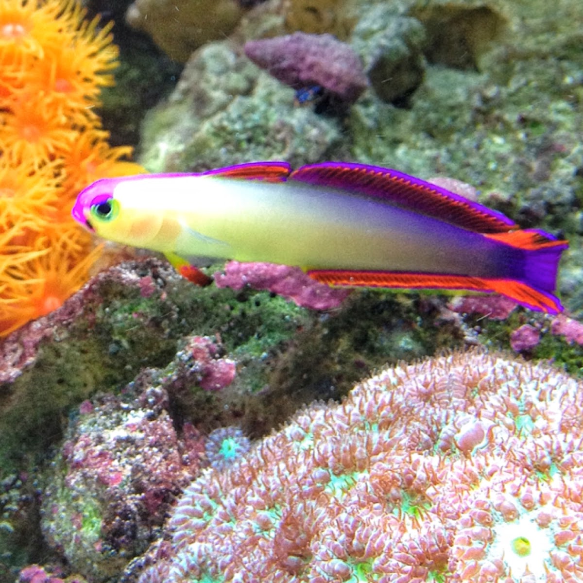Purple FireFish Project Noah