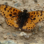 Spotted Fritillary