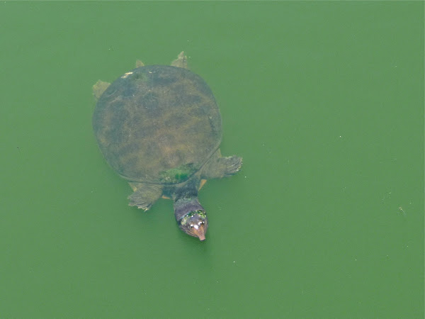 Florida Softshell Turtle Project Noah 