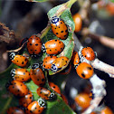 Convergent Ladybird Beetle