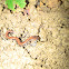 Red Back Salamander