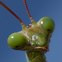 praying mantis