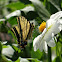 Two-tailed Swallowtail