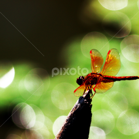 by Sayeed Hasan Akib - Animals Insects & Spiders