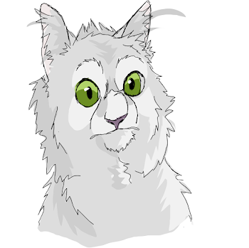 British Longhair