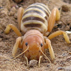 Jerusalem cricket