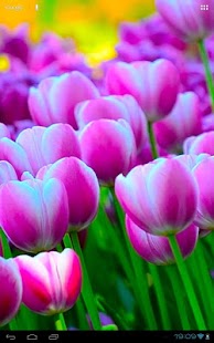 Free Download Springtime Tulips Carpet Bloom APK for Android