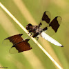 Common whitetail dragonfly