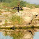 LITTLE CORMORANT